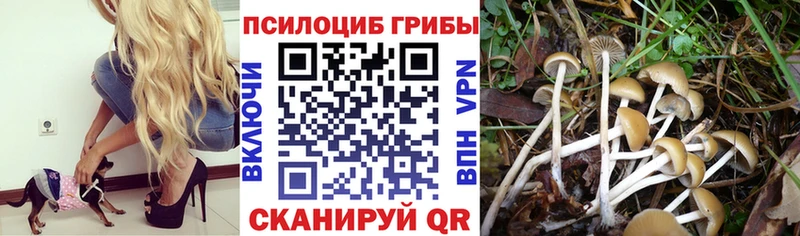 Псилоцибиновые грибы Psilocybe Сыктывкар